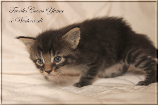 Yuma (Sohn des Häuptlings)