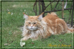 Mittlerweile hat der &quot;Tiger&quot; sich zu einem stattlichen Kater entwickelt und ist zum ersten Mal Vater geworden.